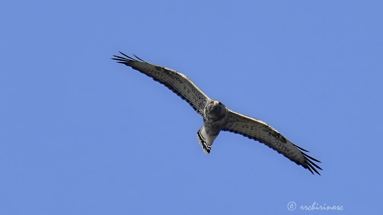 Rough-legged buzzard